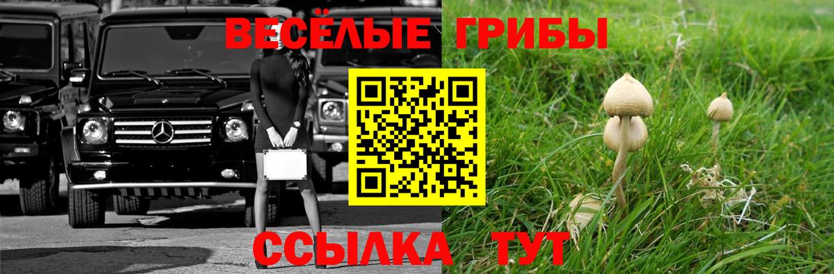 Галлюциногенные грибы Cubensis Нальчик